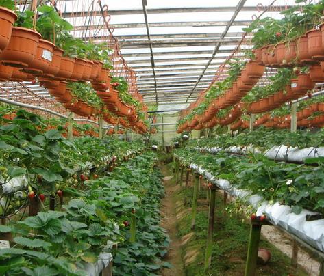 5 способов выращивания клубники: большой урожай для любого участка